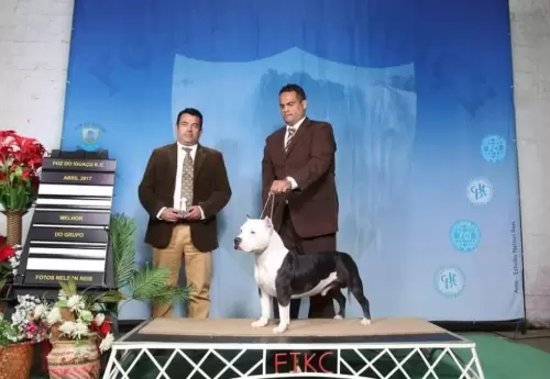 NOSSOS AMERICANS BULLYS