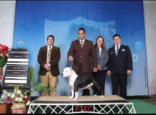 NOSSOS AMERICANS BULLYS