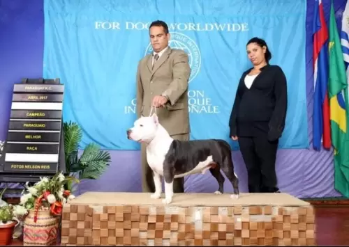 NOSSOS AMERICANS BULLYS
