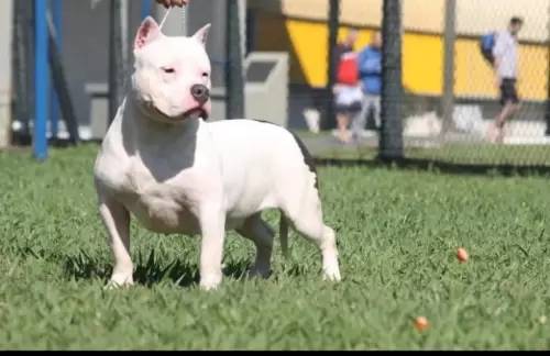 NOSSOS AMERICANS BULLYS