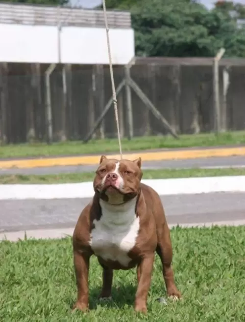 NOSSOS AMERICANS BULLYS