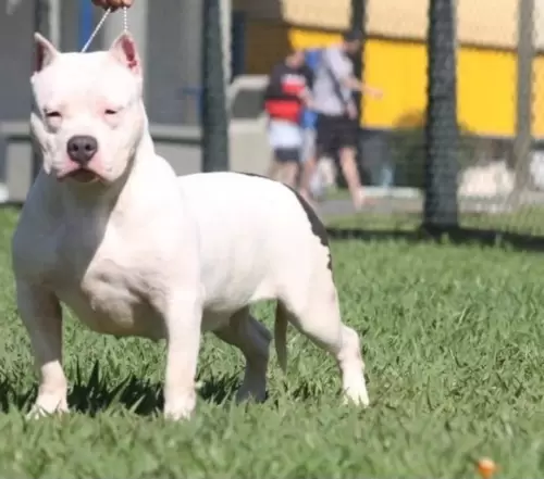 NOSSOS AMERICANS BULLYS