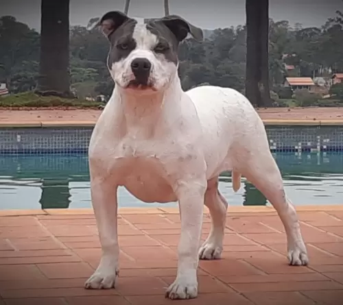 NOSSOS AMERICANS BULLYS