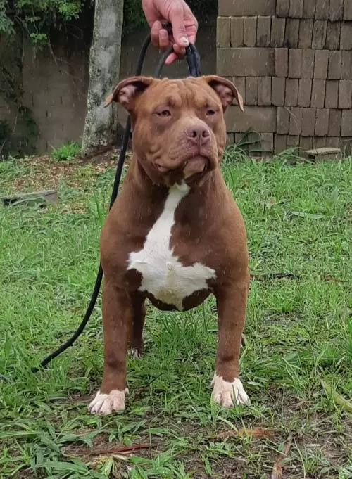 NOSSOS AMERICANS BULLYS