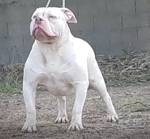 NOSSOS AMERICANS BULLYS