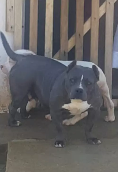NOSSOS AMERICANS BULLYS