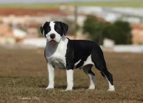 NOSSOS AMERICANS BULLYS