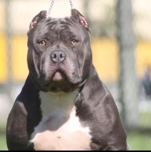 NOSSOS AMERICANS BULLYS