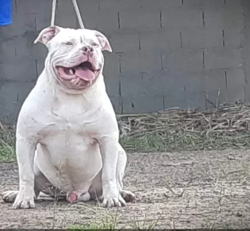 NOSSOS AMERICANS BULLYS