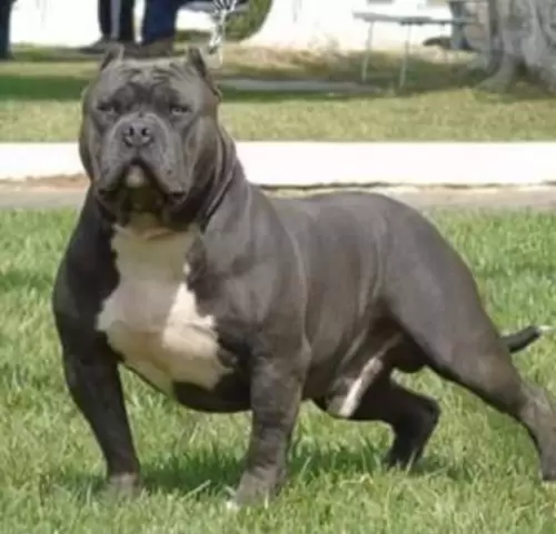 NOSSOS AMERICANS BULLYS