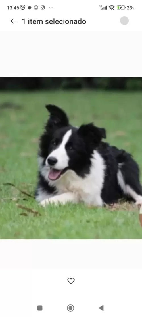  BORDER COLLIE