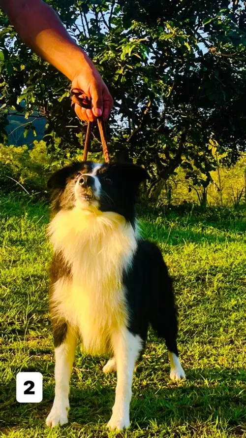  BORDER COLLIE