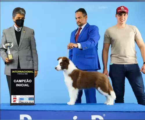  BORDER COLLIE
