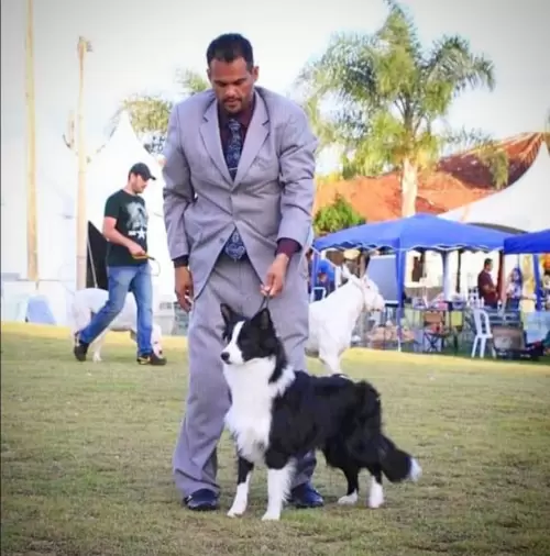  BORDER COLLIE