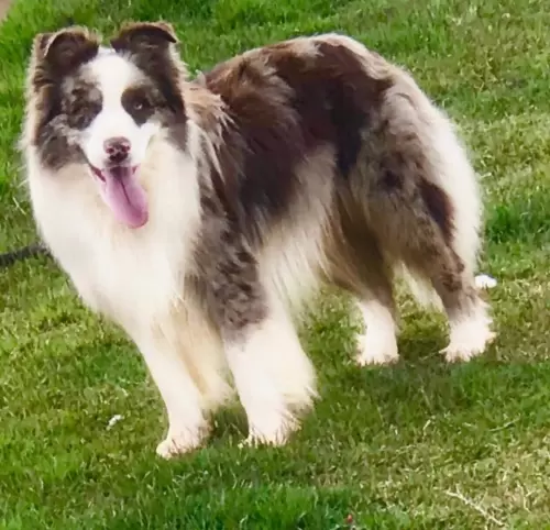  BORDER COLLIE