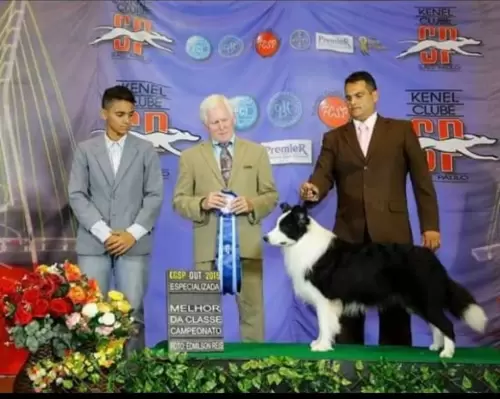  BORDER COLLIE
