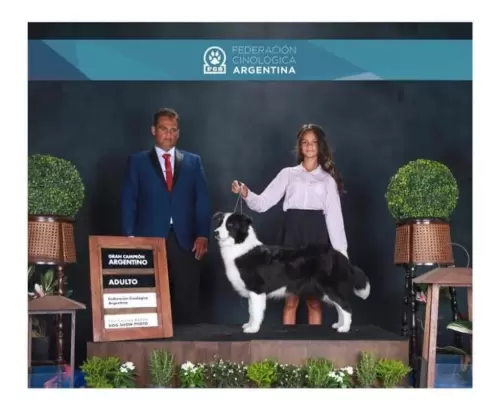  BORDER COLLIE