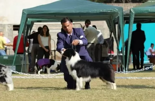  BORDER COLLIE