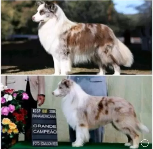  BORDER COLLIE