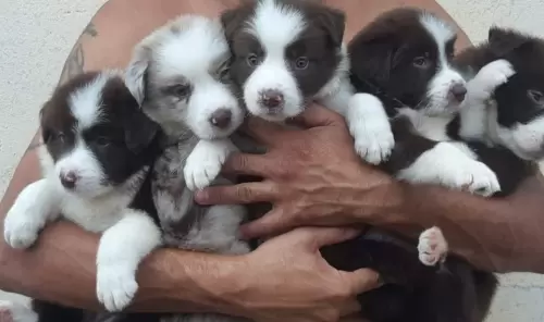  BORDER COLLIE