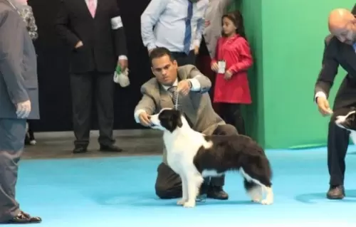  BORDER COLLIE