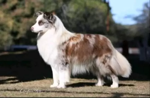  BORDER COLLIE