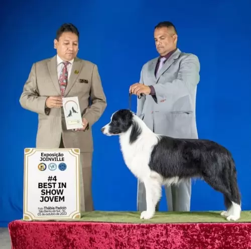  BORDER COLLIE