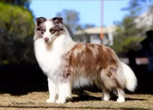  BORDER COLLIE