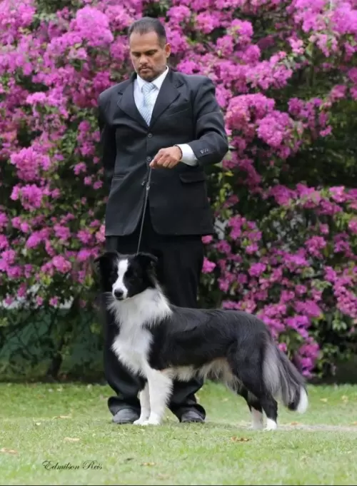  BORDER COLLIE