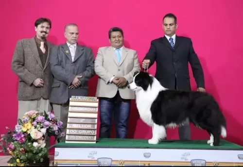  BORDER COLLIE