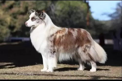  BORDER COLLIE