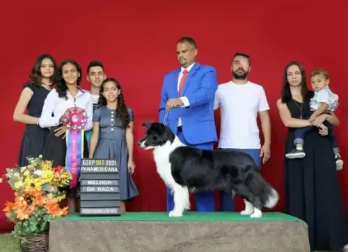  BORDER COLLIE