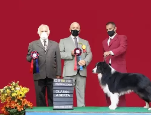  BORDER COLLIE