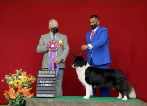  BORDER COLLIE