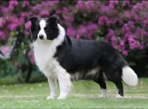  BORDER COLLIE