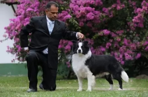  BORDER COLLIE