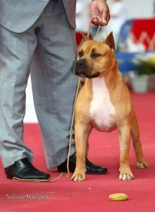 AMERICAN STAFFORDSHIRE TERRIER