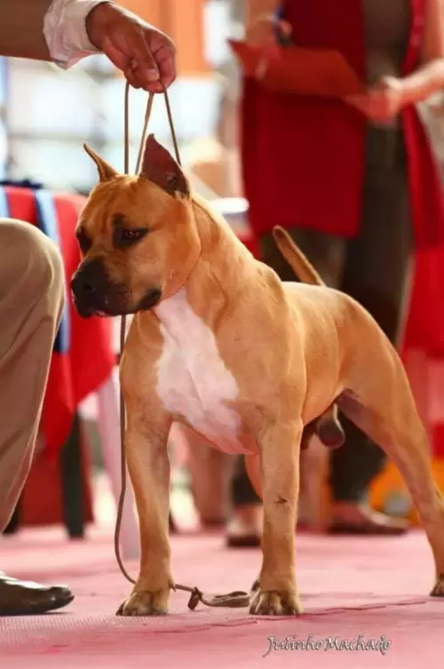 AMERICAN STAFFORDSHIRE TERRIER