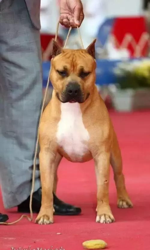 AMERICAN STAFFORDSHIRE TERRIER