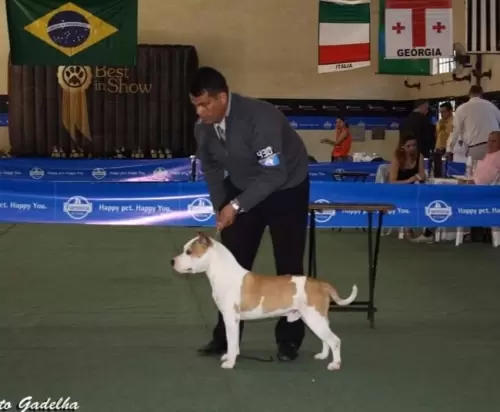 AMERICAN STAFFORDSHIRE TERRIER