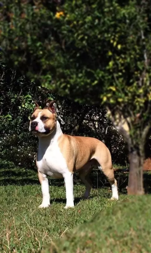 AMERICAN STAFFORDSHIRE TERRIER