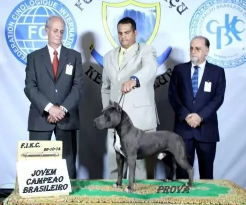 AMERICAN STAFFORDSHIRE TERRIER