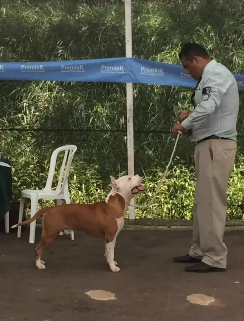 AMERICAN STAFFORDSHIRE TERRIER