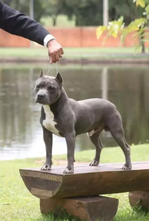AMERICAN STAFFORDSHIRE TERRIER