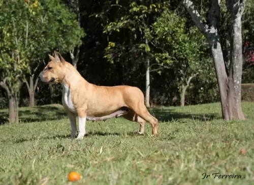 AMERICAN STAFFORDSHIRE TERRIER