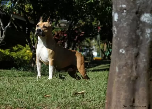 AMERICAN STAFFORDSHIRE TERRIER