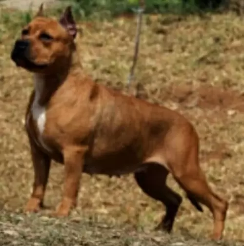 AMERICAN STAFFORDSHIRE TERRIER