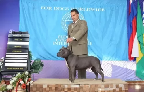 AMERICAN STAFFORDSHIRE TERRIER