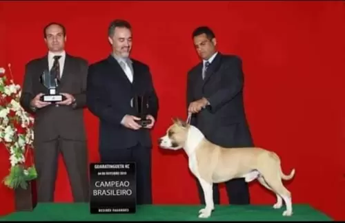 AMERICAN STAFFORDSHIRE TERRIER