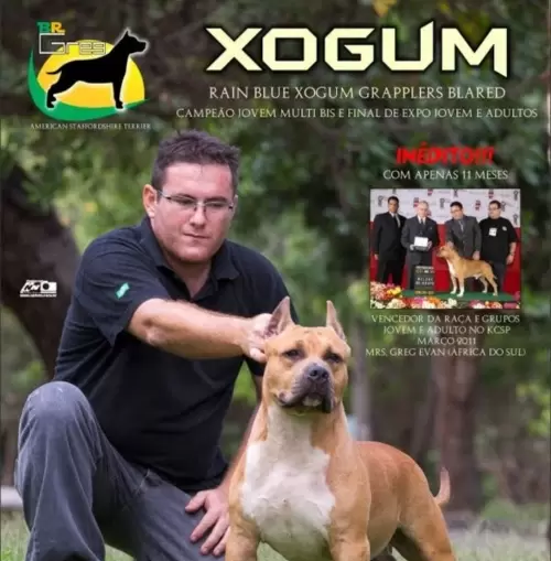 AMERICAN STAFFORDSHIRE TERRIER